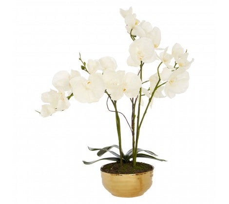 White Orchid Plant With Gold Ceramic Pot