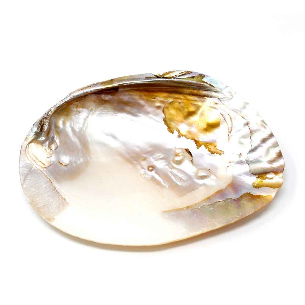 Smudge Dish | Abalone Shell