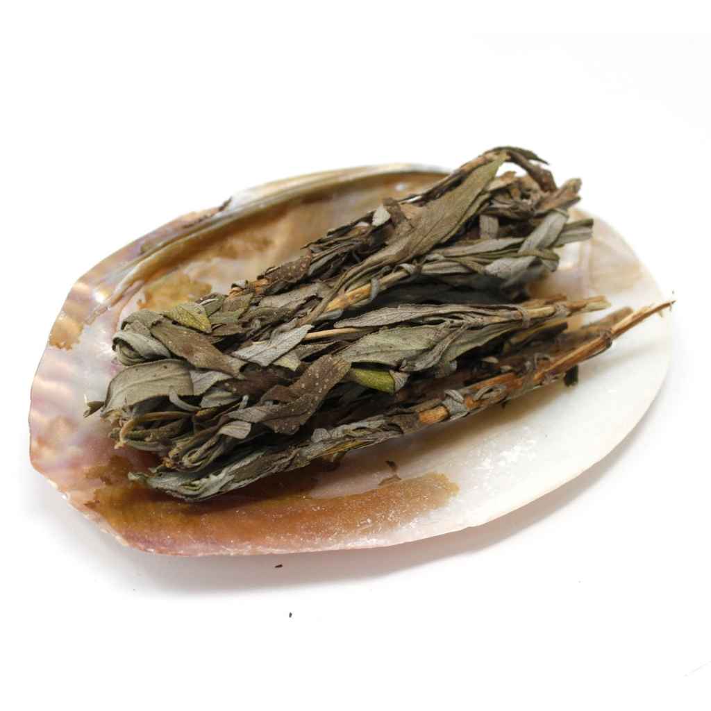Smudge Dish | Abalone Shell