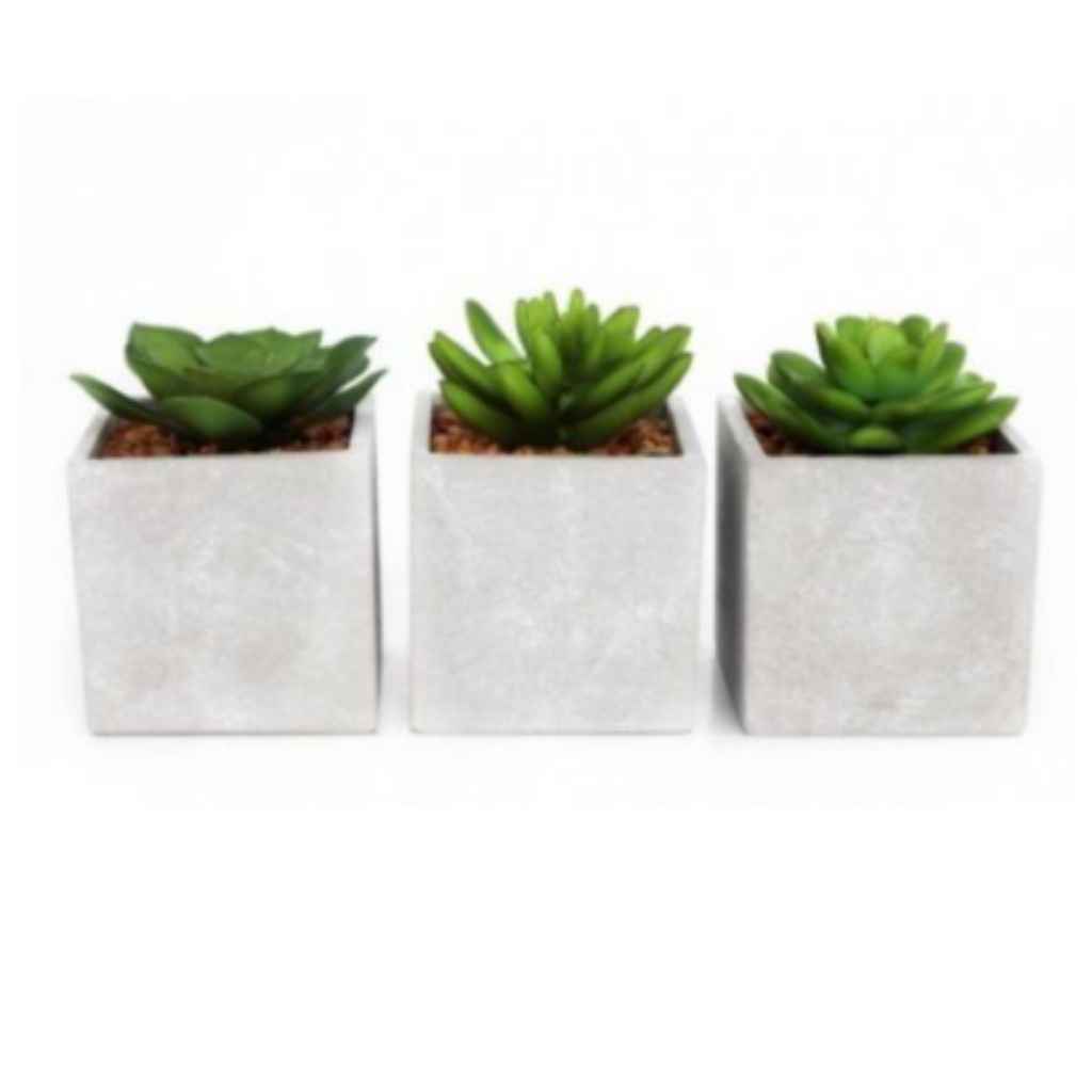 Concrete Potted Succulents