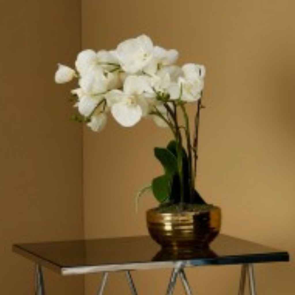 White Orchid Plant With Gold Ceramic Pot
